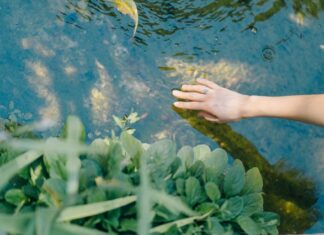 Wyposażenie oczka wodnego