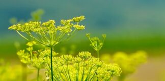 Co to jest włoski pocałunek?