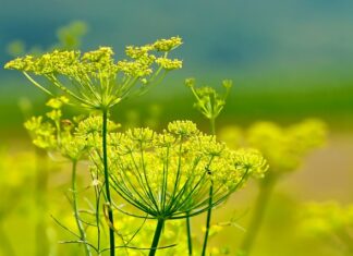 Co to jest włoski pocałunek?