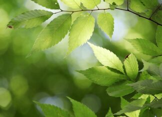 Ile lat ma państwo polskie?