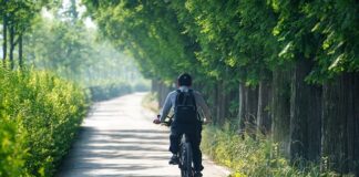 Czy w Korei są komary?