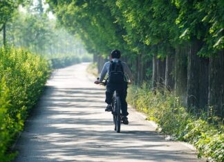 Czy w Korei są komary?