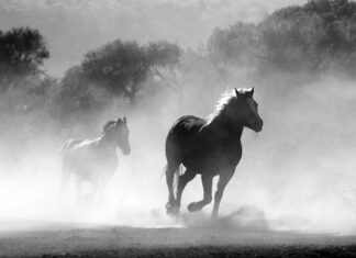 Dlaczego warto palić papierosy?