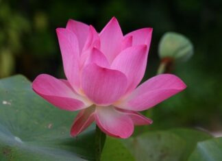 Jak się mówi po angielsku obiad?