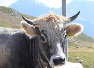 Jak ominąć opłaty Brenner?