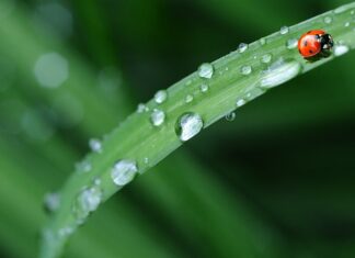 Jak nazywa się Biedronka za granicą?