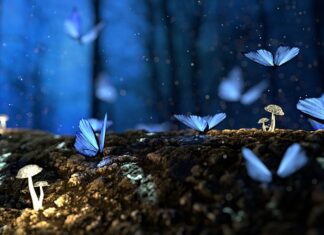 Ile kosztuje drewno opałowe w Czechach?