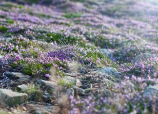 Czy na Śnieżce jest toaleta?