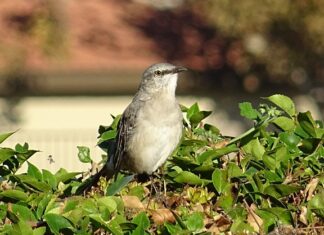 Co to znaczy poliglotą po polsku?