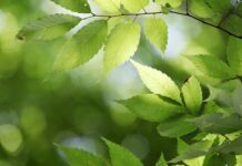 Które państwo nie ma oficjalnej stolicy? Które państwo nie ma oficjalnej stolicy?