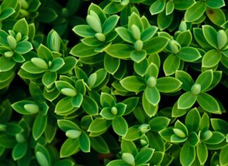 Czy Hebe to polska marka?