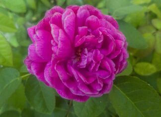 Czy ZUS widzi pracę za granicą?