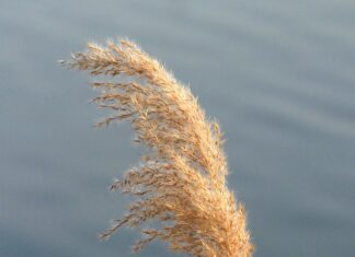 Czym się różnią świderki od włoskich?